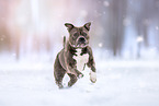 American Bulldog in winter
