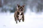 American Bulldog in winter