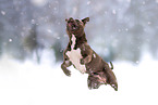 American Bulldog in winter