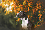 American Bulldog XXL