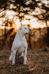 American Bulldog