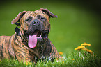 American Bulldog