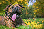 American Bulldog