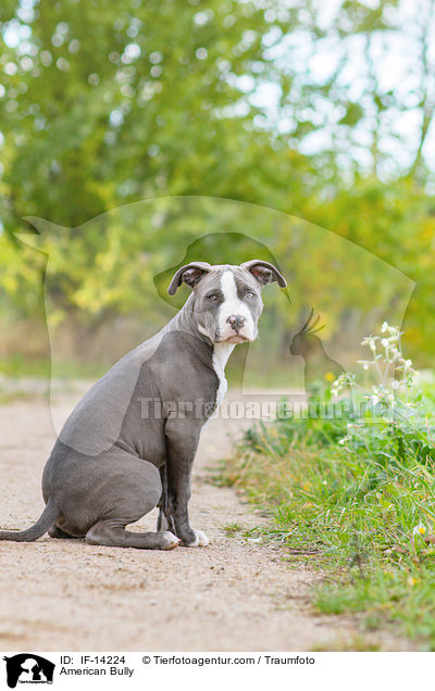 American Bully / American Bully / IF-14224