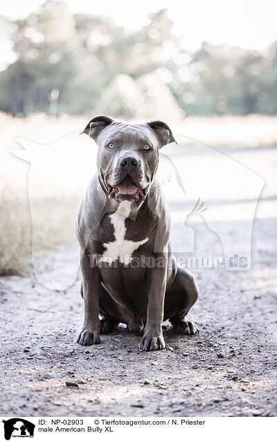 American Bully XL Rde / male American Bully XL / NP-02903