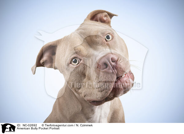 American Bully Pocket Portrait / American Bully Pocket Portrait / NC-02692