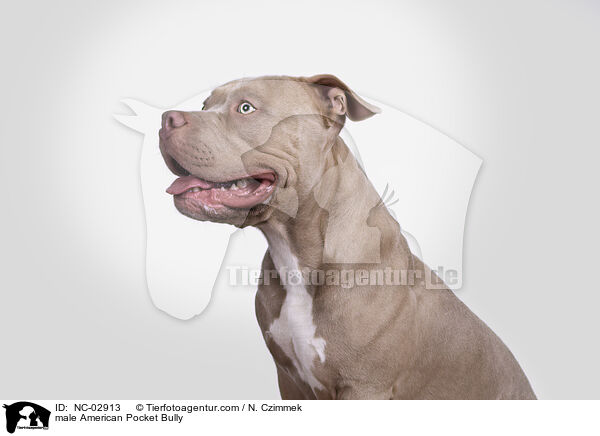 American Pocket Bully Rde / male American Pocket Bully / NC-02913