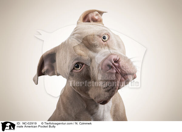 American Pocket Bully Rde / male American Pocket Bully / NC-02919