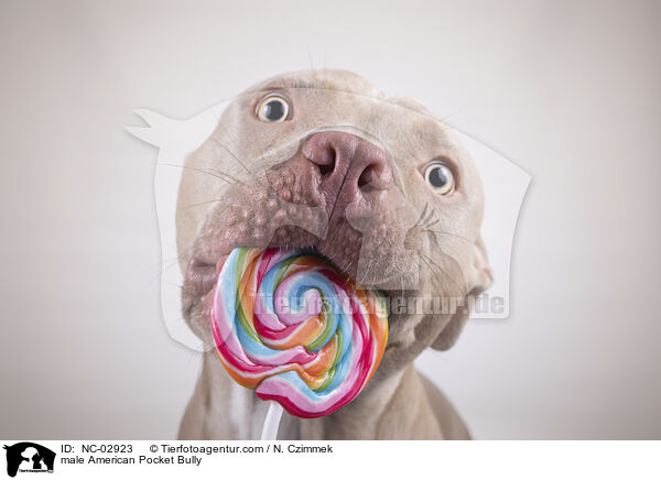 male American Pocket Bully / NC-02923