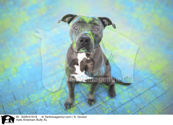 American Bully XL Rde / male American Bully XL / SGR-01618