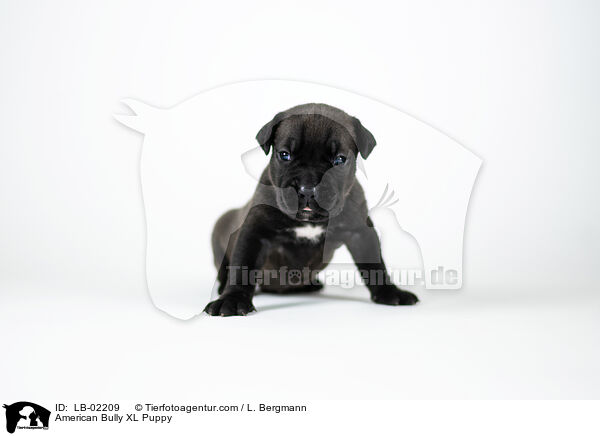 American Bully XL Welpe / American Bully XL Puppy / LB-02209