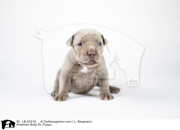 American Bully XL Welpe / American Bully XL Puppy / LB-02218