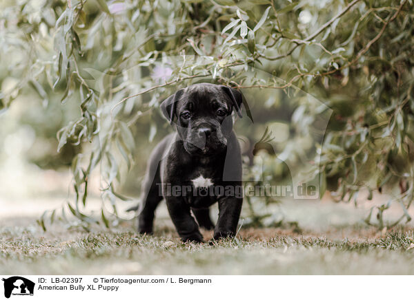 American Bully XL Puppy / LB-02397