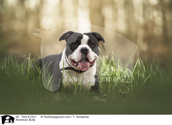 American Bully / American Bully / TAS-01231