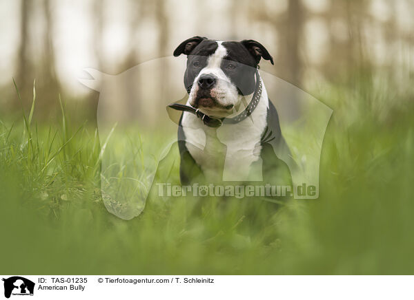 American Bully / TAS-01235