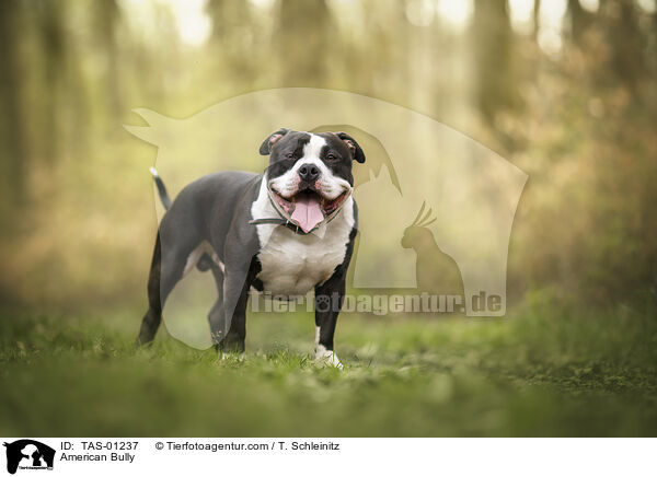 American Bully / American Bully / TAS-01237