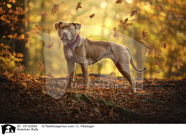 American Bully / CF-02069
