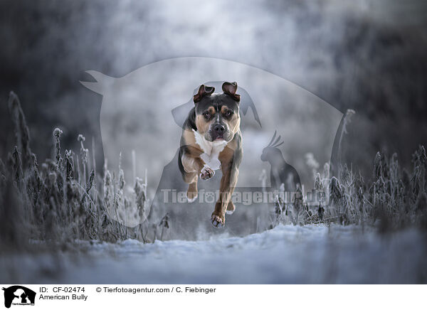American Bully / American Bully / CF-02474
