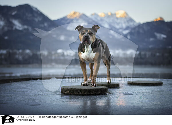 American Bully / American Bully / CF-02476