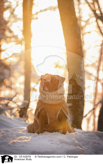 American Bully / American Bully / CF-02879