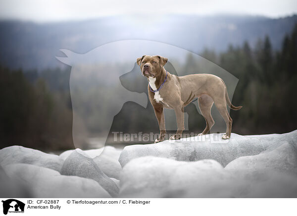 American Bully / American Bully / CF-02887