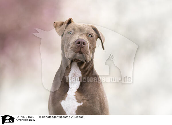 American Bully / American Bully / VL-01502