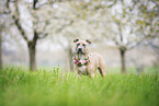 young American Bully