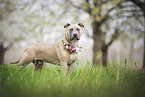 young American Bully