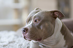 American Bully Portrait