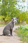 American Bully