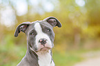 American Bully