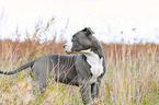 American Bully