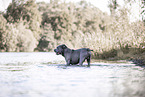 male American Bully XL