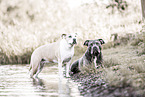 male American Bully XL
