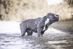 male American Bully XL