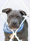 American Bully XL Puppy