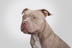 male American Pocket Bully