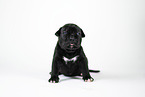 American Bully XL Puppy