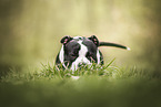 American Bully