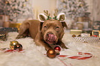 American Bully