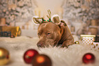 American Bully
