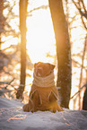 American Bully