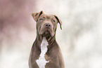 American Bully