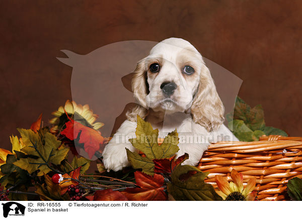 American Cocker Spaniel im Krbchen / Spaniel in basket / RR-16555