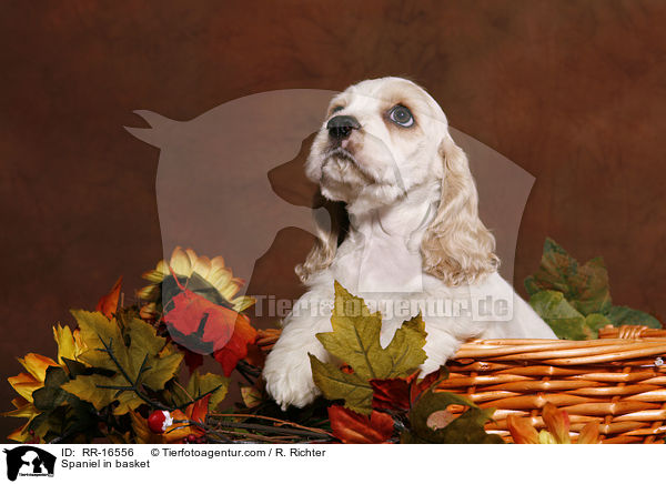 American Cocker Spaniel im Krbchen / Spaniel in basket / RR-16556