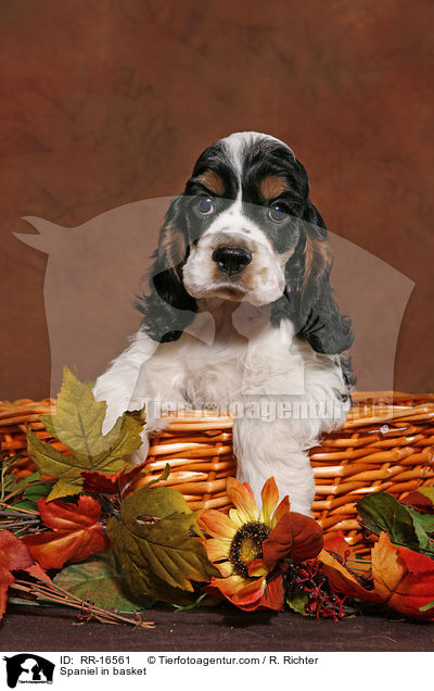 American Cocker Spaniel im Krbchen / Spaniel in basket / RR-16561