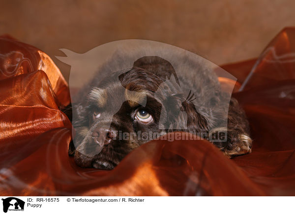 Puppy / RR-16575