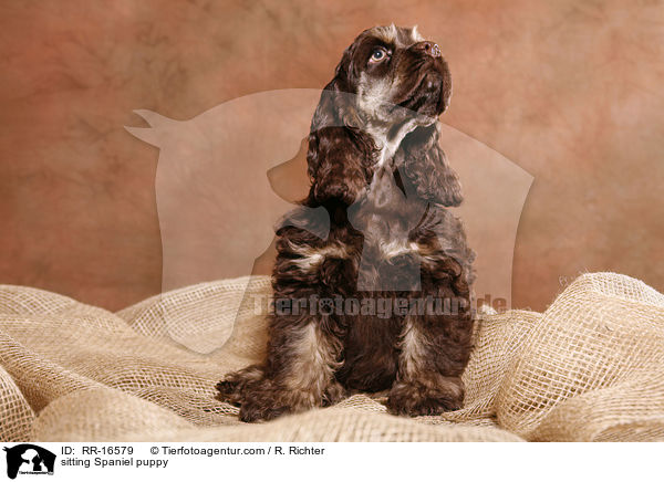 sitting Spaniel puppy / RR-16579