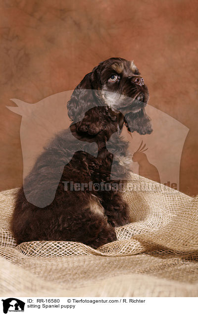 sitting Spaniel puppy / RR-16580