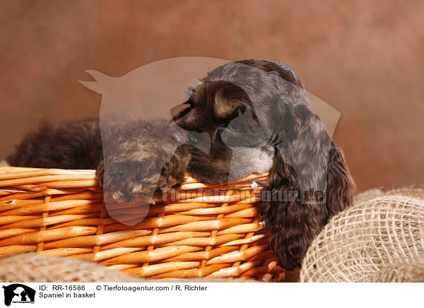 American Cocker Spaniel im Krbchen / Spaniel in basket / RR-16586